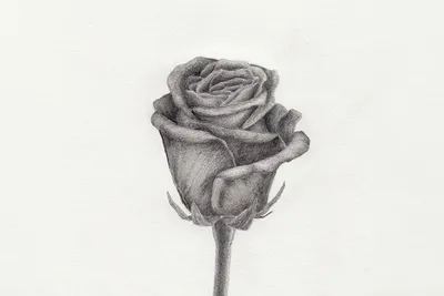 Как нарисовать и красиво раскрасить розу - YouLoveIt.ru