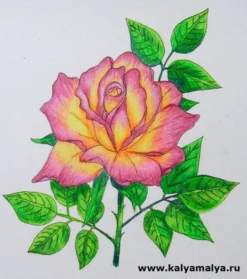 Каля Маля Всё о рисунках. Учимся рисовать: Как нарисовать розу?