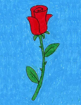 Нарисовать поэтапно розу