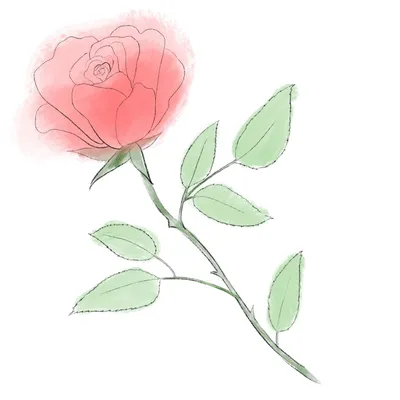 zueva-art - Девочки, кто хочет розу рисовать? Вот думаю как лучше сделать?  По часу в день или за 5 часов одним разом??? | Facebook