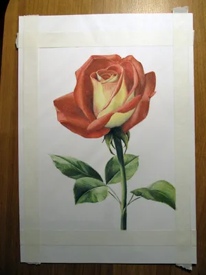 Мастер-класс по масляной живописи от Студии Геннадия Шонцу: Как рисовать  розы маслом поэтапно — Ghenadie Sontu Fine Art