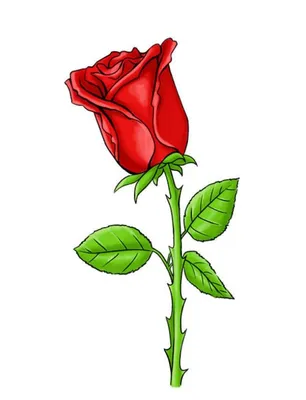 Рисуем розу по шагам | Пикабу