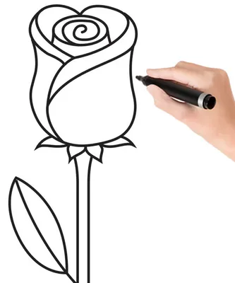 Как нарисовать букет роз поэтапно 6 уроков