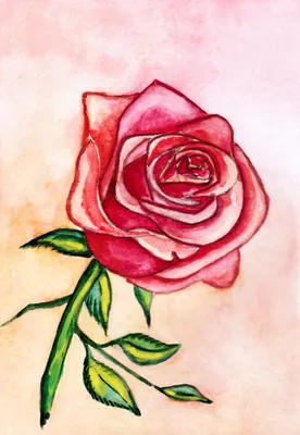 Раскраска роза поэтапно как нарисовать розу поэтапно...
