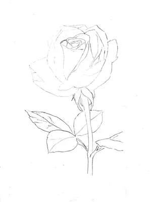 Smart Ink - Если вы не умеете рисовать цветы сложнее ромашки и розы, то  можно легко исправить этот пробел. Я подготовила пошаговую памятку по  рисованию орхидеи. Повторяйте элементы и восхищайте близких и