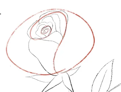 Как нарисовать розу поэтапно карандашом для детей