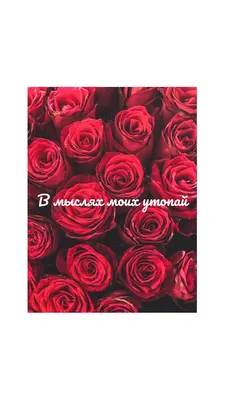 Черные розы с надписью в шляпной коробке 1 шт. купить с доставкой в Москве.  Цена от 12200 ₽