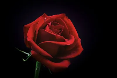 Открытка на День рождения - пожелание в стихах на красивом фоне с розами