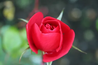 Роза- символ совершенства... Стихи, музыка и фотографии о розовых Roses.  Стоковое Фото - изображение насчитывающей специально, птиц: 194900518