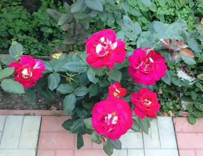 Букет Стихи о любви из красной розы и ромашек (танацетума)