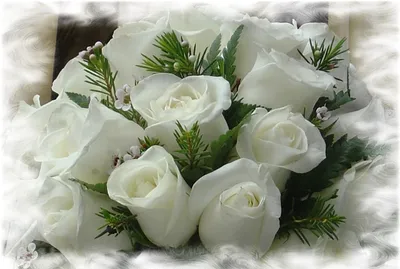 Белые розы - символ любви» — создано в Шедевруме