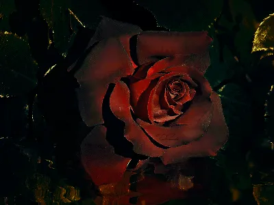 Магия розы. Какими свойствами обладает этот таинственный цветок? |  E.l.i.z.a.v.e.t.a | Дзен