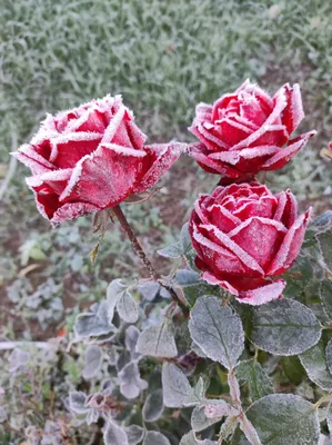 Больше расцветок роз в хайлайтс «Розы» • 10.000₽, 58*70 см • бесплатная  доставка • стихи, открытка и подкормка в подарок На подобные… | Instagram