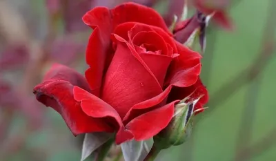 Розы - символ любви, красоты и вечности» — создано в Шедевруме