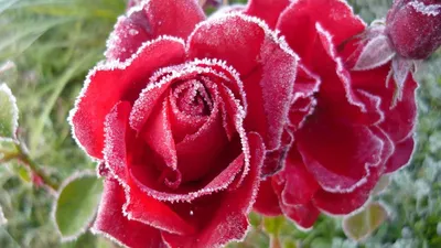 Купить Орхидею и французскую розу \"Белый стих\" в Новокузнецке с доставкой