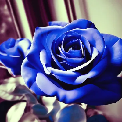 Купить букет в шляпной коробке «Стихи о любви» из ранункулюсов, роз,  пионовидных кустовых роз, орхидей, эустомы с доставкой по Екатеринбургу -  интернет-магазин «Funburg.ru»