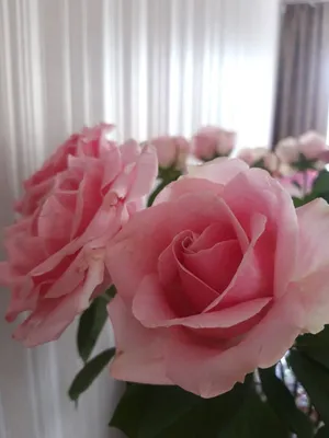 Композиция Белый стих» с орхидеями, розами и лизиантусами - купить в  Ульяновске за 6 790 руб