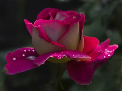 Купить Орхидею и французскую розу \"Белый стих\" в Новокузнецке с доставкой