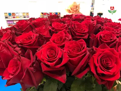 Розы цвета индиго: мечта или реальность?» — создано в Шедевруме