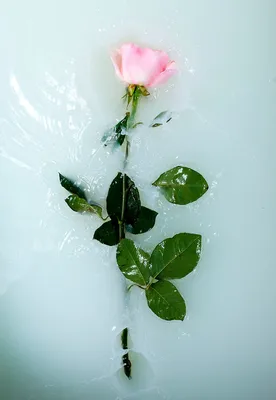 Розы в вазе — forstitch.ru
