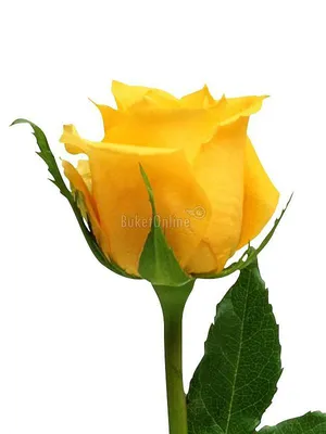 33 жёлтые розы — ❤ Доставка цветов в Ярославле