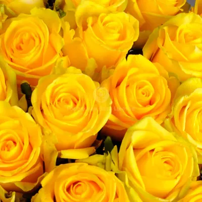 К чему дарят желтые розы: что означают желтые розы?