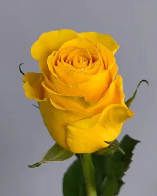 Букет из желтых роз купить с доставкой в Химках, желтые розы поштучно