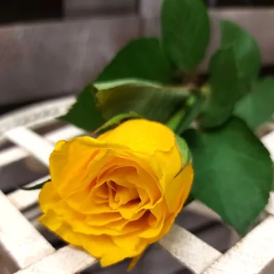 1️⃣ 25 желтых роз в коробке – купить в Алматы от Pro-buket