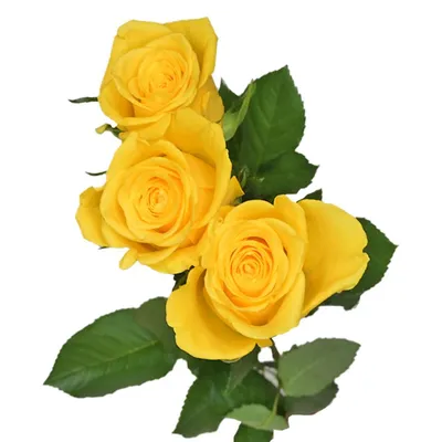 Желтые розы поштучно купить с доставкой в Москве | Заказать букет цветов  недорого