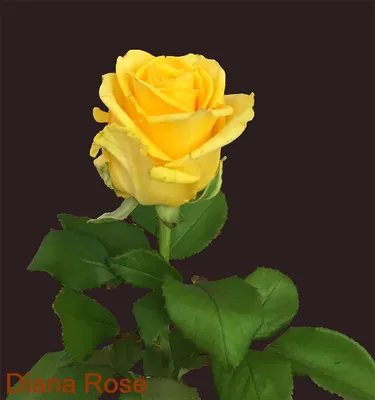 Желтые розы в коробке - сердце за 9 390 руб. | Бесплатная доставка цветов  по Москве