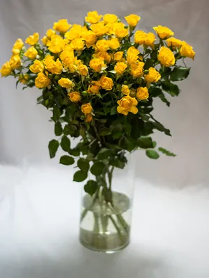 Букет из 51 розы \"Желтые розы\", артикул: 200273 в интернет магазине  EnjoyFlowers.ru ❀ с доставкой по Москве