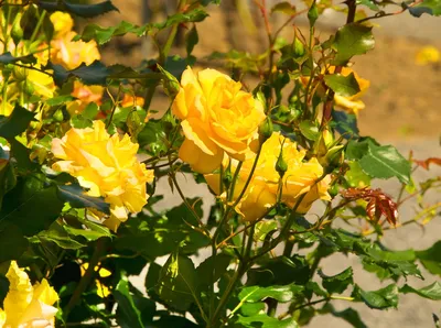 Купить Букет из 51 желтой розы 50 см в Краснодаре с доставкой в  интернет-магазине