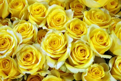 Купить Желтые розы | Flowers story