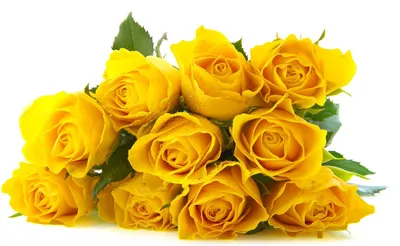 Купить Жёлтые розы/оранжевые Bikini в Минске с доставкой из цветочного  магазина