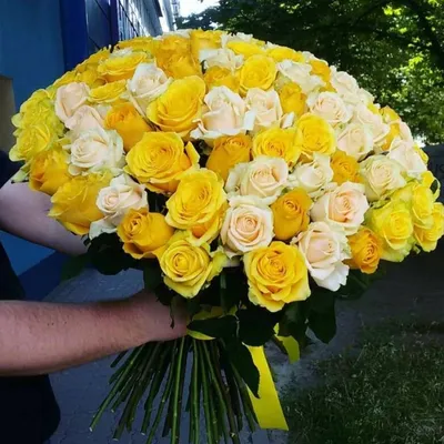 Желтые розы картинки - 79 фото