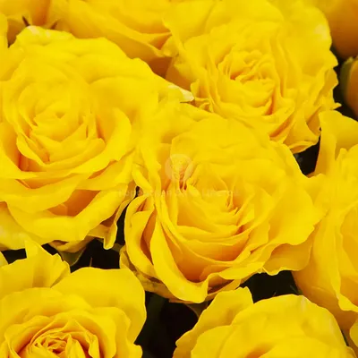 Купить Голландские розы сине-желтые с доставкой по Харькову | VIAFLOR