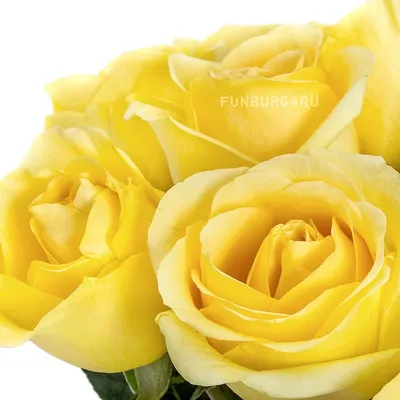 Желтые розы - Mono 212» купить во Владимире - Магазин «Цветы Цена Одна»