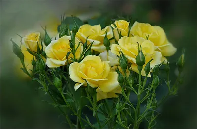 Кустовые желтые розы в Столбищах