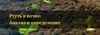 Металл вместо газировки: в Челябинской области грибники нашли 10 кг ртути в  бутылках от напитков - KP.RU