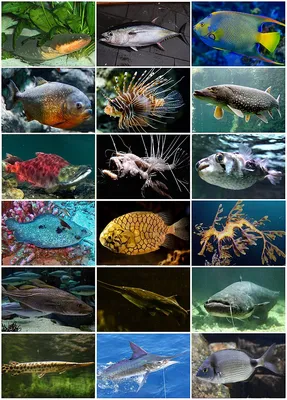 Виды рыб, которые водятся в водоёмах экопарка «Акварель»