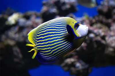 10 самых удивительных рыб - Телеканал «О!»