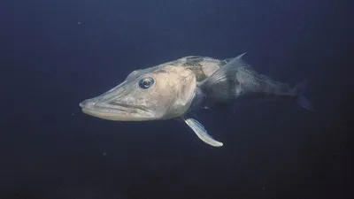 Строение рыб: внешнее и внутреннее, особенности, фото-видео обзор