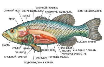 Купить муляж – макет рыбы под заказ на сайте Mebel-To