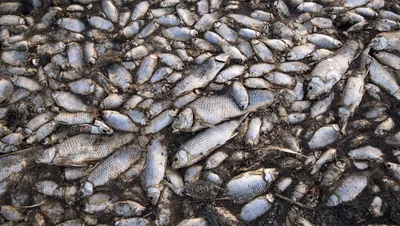 Ученые показали уникальных рогатых рыб без чешуи - фото | РБК Украина
