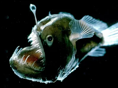 Garoupa рыб стоковое изображение. изображение насчитывающей ребра - 11898143