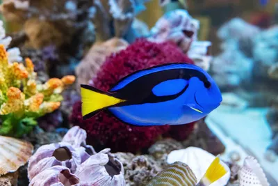 3D Подушка «Мультяшные рыбки» - купить в Москве, цена в Интернет-магазине  Обои 3D
