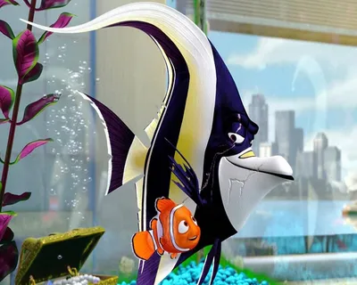 Реальные рыбки из мультфильма «В поисках Немо» | Аквариумные рыбки | Дзен