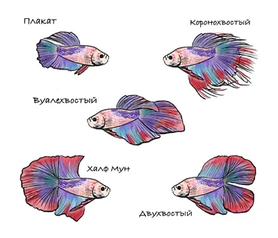 Slober - Бойцовая рыбка, или сиамский петушок. Ввиду того, что рыбки —  холоднокровные животные (температура их тела на доли градусов выше  температуры окружающей среды, от которой зависят жизненноважные процессы  обмена веществ в
