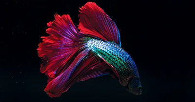 Рыбка петушок – фото, виды, уход и содержание, совместимость