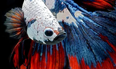 Низкая цена! Купить 1с) Петушки Халф Мун самки яркие цвета (ассорти) за 280  руб.! В наличии более 280 видов аквариумных рыбок и 4000 товаров для  аквариума!